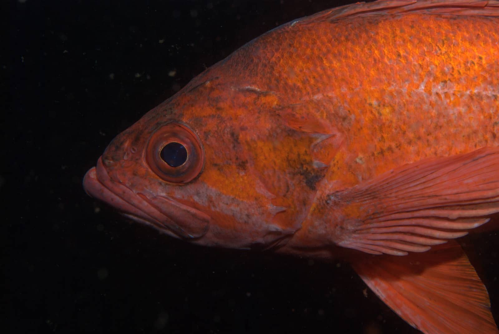 Rockfish 10 Surprising Facts about the Catch of the Day